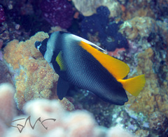 Heniochus singularius