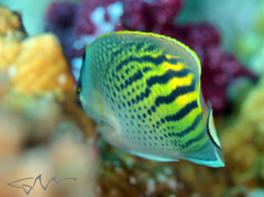 Chaetodon pelewensis