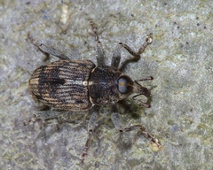 Acoptus suturalis