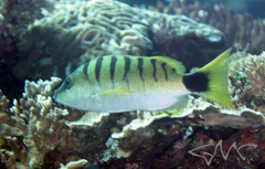 Lutjanus semicinctus