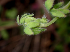 Nemophila breviflora