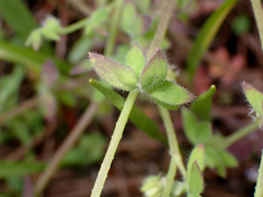 Nemophila breviflora