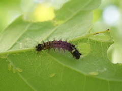 Parasetigena silvestris