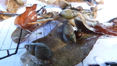 Bothriembryon serpentinus