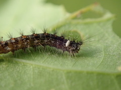 Parasetigena silvestris
