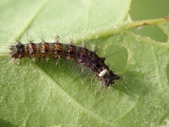 Parasetigena silvestris