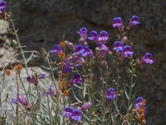 Penstemon incertus