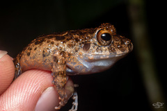 Oreobates quixensis