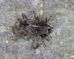 Acoptus suturalis