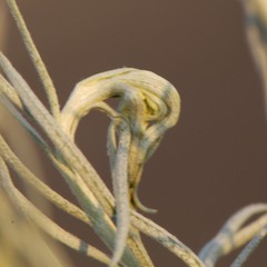 Gnorimoschema octomaculella