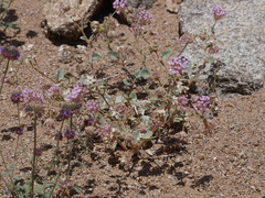Abronia pogonantha