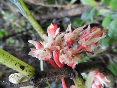 Glossoloma ichthyoderma