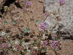 Abronia pogonantha