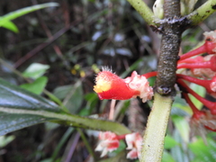 Glossoloma ichthyoderma