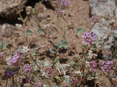 Abronia pogonantha