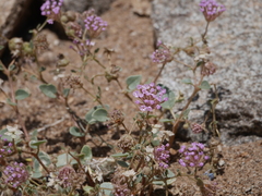 Abronia pogonantha