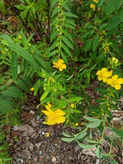 Hypericum subalatum