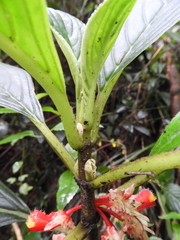 Glossoloma ichthyoderma