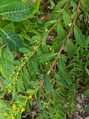 Hypericum subalatum