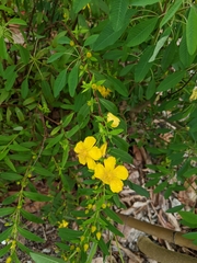 Hypericum subalatum