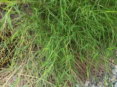 Pogonatherum paniceum