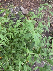Buddleja asiatica