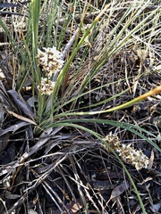 Lomandra leucocephala