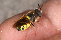 Stratiomys maculosa