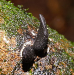 Xylaria castorea