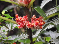 Glossoloma ichthyoderma