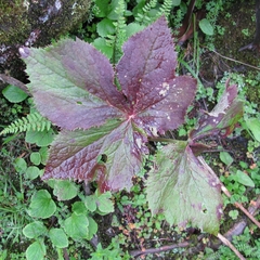 Podophyllum hexandrum