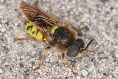 Stratiomys maculosa