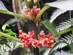 Glossoloma ichthyoderma