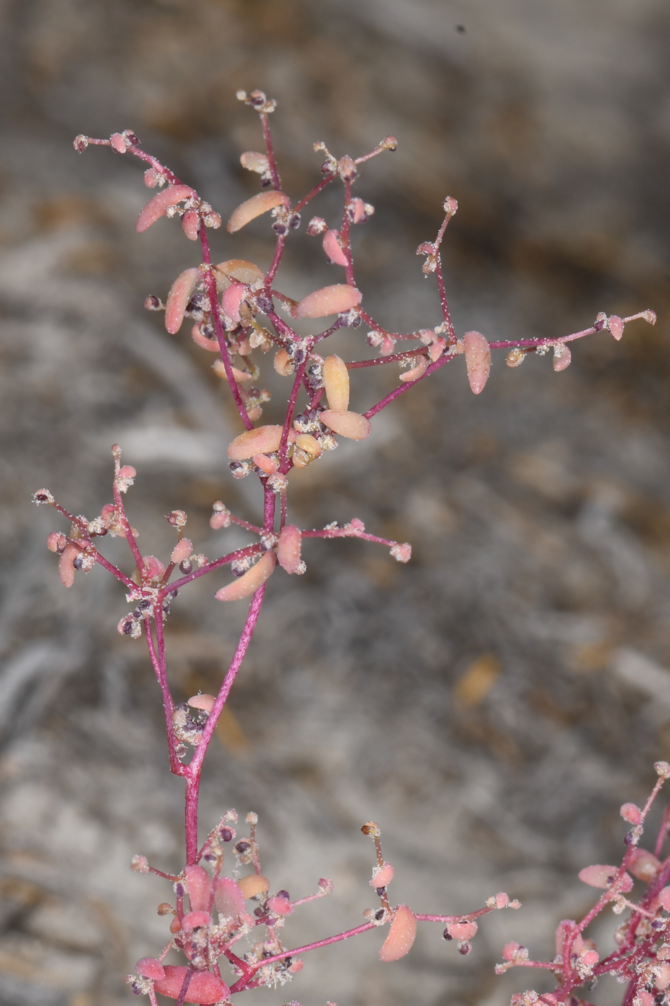 Micromonolepis