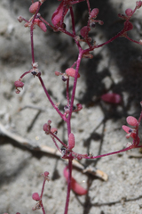 Micromonolepis pusilla
