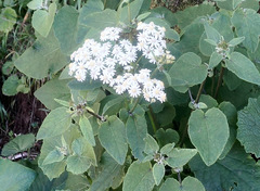 Pericallis appendiculata image