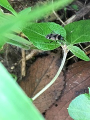 Panaorus albomaculatus