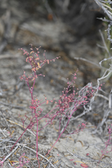 Micromonolepis pusilla