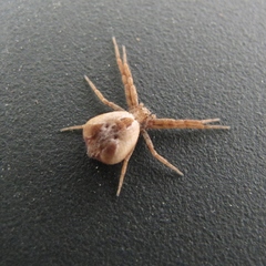 Philodromus floridensis