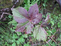 Podophyllum hexandrum