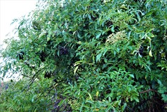 Sambucus canadensis