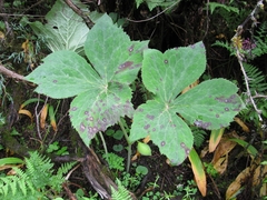 Podophyllum hexandrum