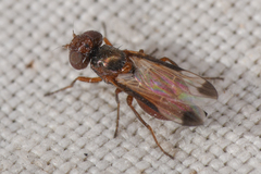 Acrosticta
