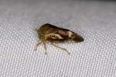 Ophiderma evelyna