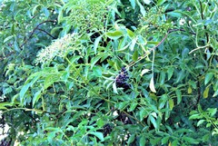 Sambucus canadensis