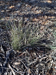 Schoenus subaphyllus