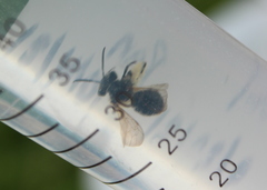 Andrena cornelli