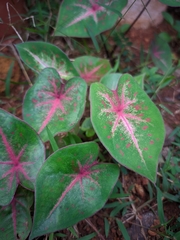 Caladium bicolor