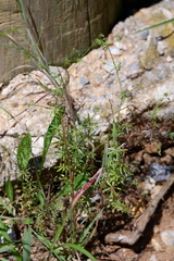 Galium divaricatum