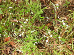 Epidendrum fimbriatum